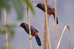 Pterorhinus ruficollis