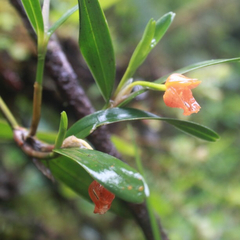Scaphyglottis sigmoidea