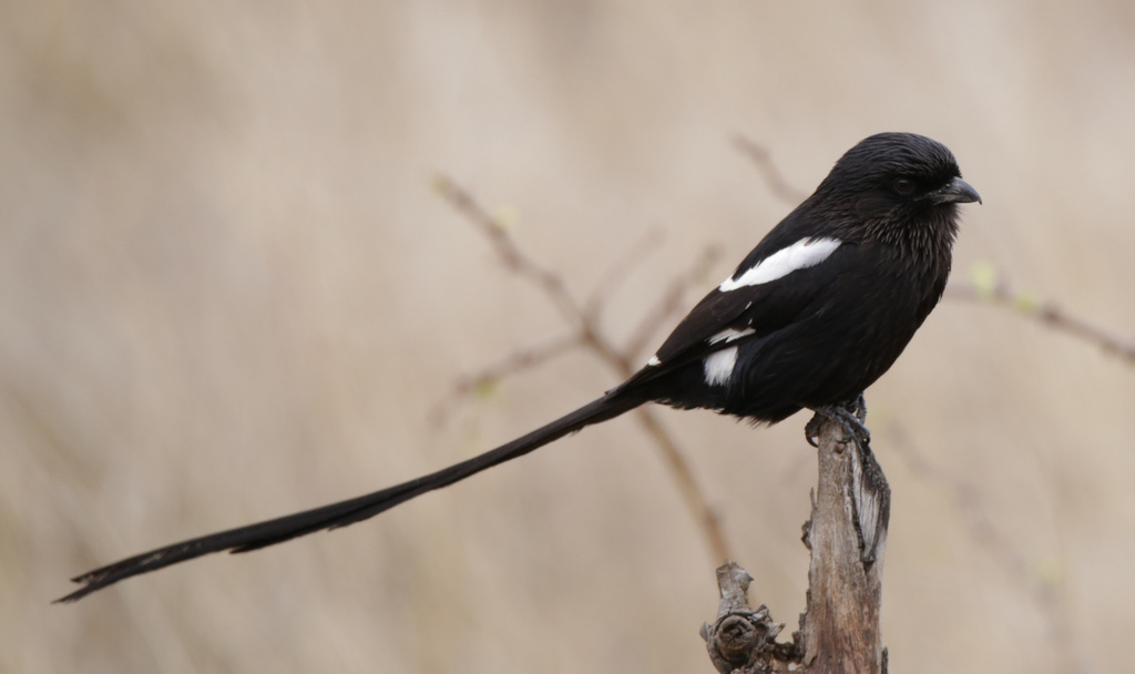 Magpie Shrike
