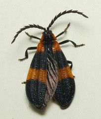 Calopteron discrepans
