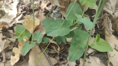 Aristolochia paucinervis