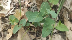 Aristolochia paucinervis