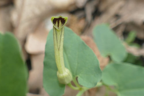 Aristolochia paucinervis, photograph 1