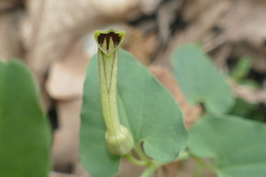 Aristolochia paucinervis, photograph Sara Navarro, CC BY, iNaturalist via GBIF