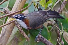 Pomatorhinus schisticeps