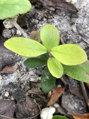Pittosporum crassifolium