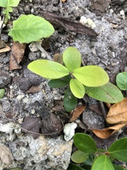 Pittosporum crassifolium