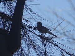 Setophaga coronata auduboni