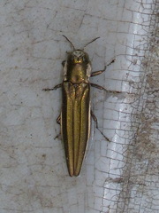 Agrilus macer