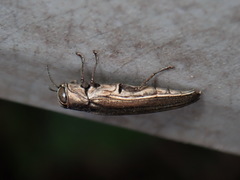 Agrilus macer