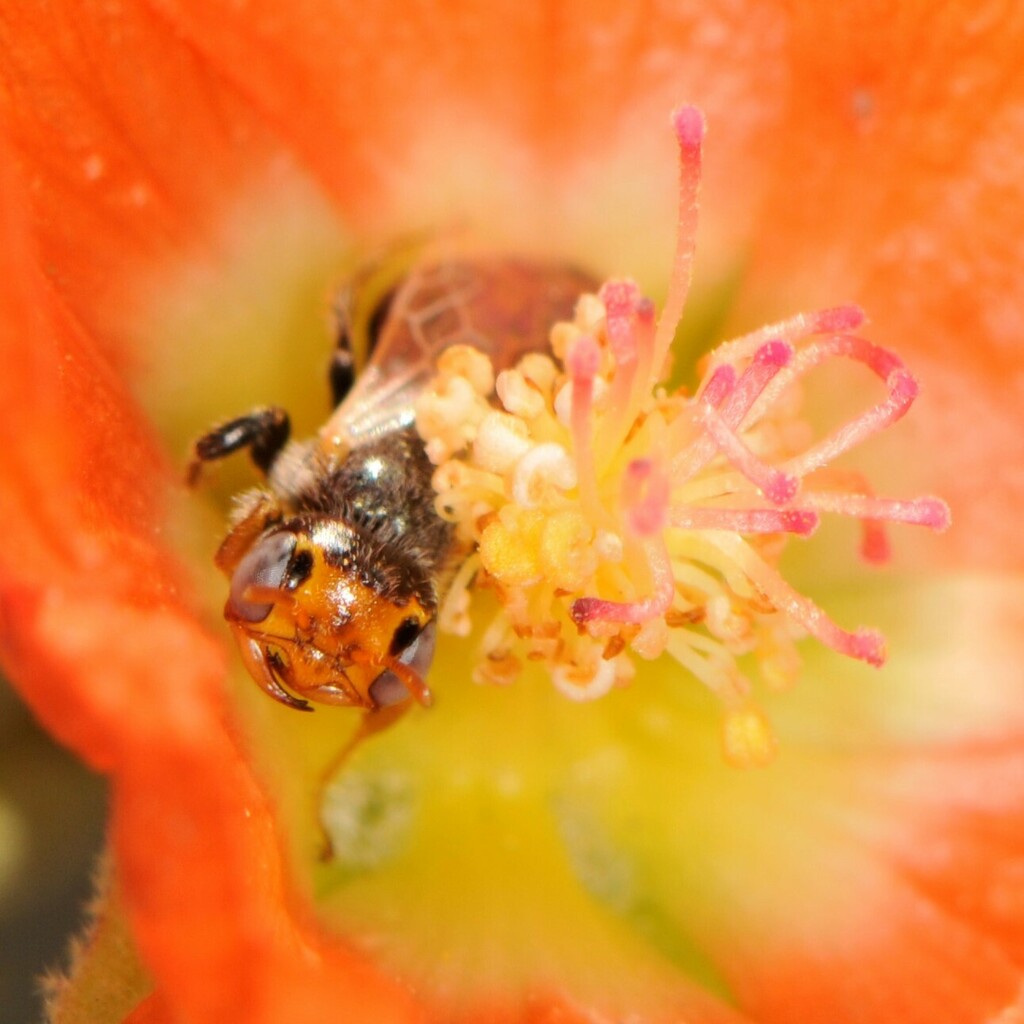 Macrotera haplura