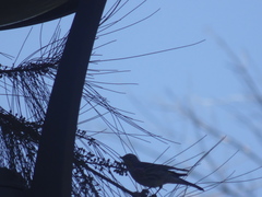 Setophaga coronata auduboni