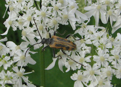 Brachyta interrogationis