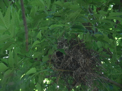 Setophaga coronata auduboni