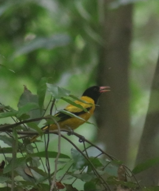 Black-hooded Oriole
