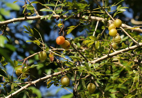 Commiphora serrata image