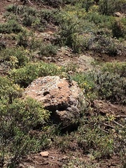 Pseudocordylus subviridis