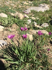 Allium brevistylum