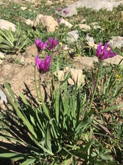 Allium brevistylum