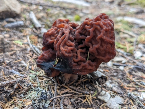 Gyromitra esculenta image