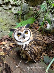 Striped Owl photo 5