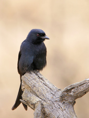 Dicrurus adsimilis fugax