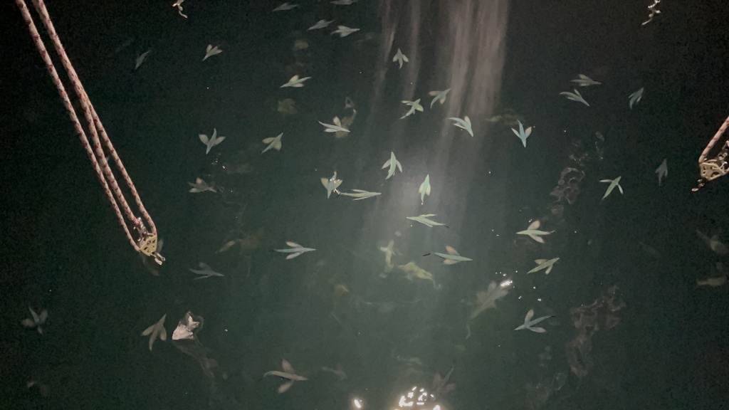 Sharpchin flyingfish (Fodiator rostratus) — Exocoetidae