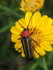 Mannophorus laetus