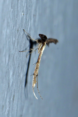 Bipunctiphorus