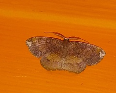 Astygisa albopunctata