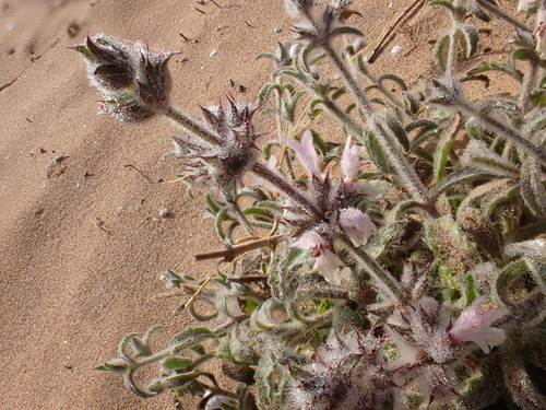 Stachys arenaria image