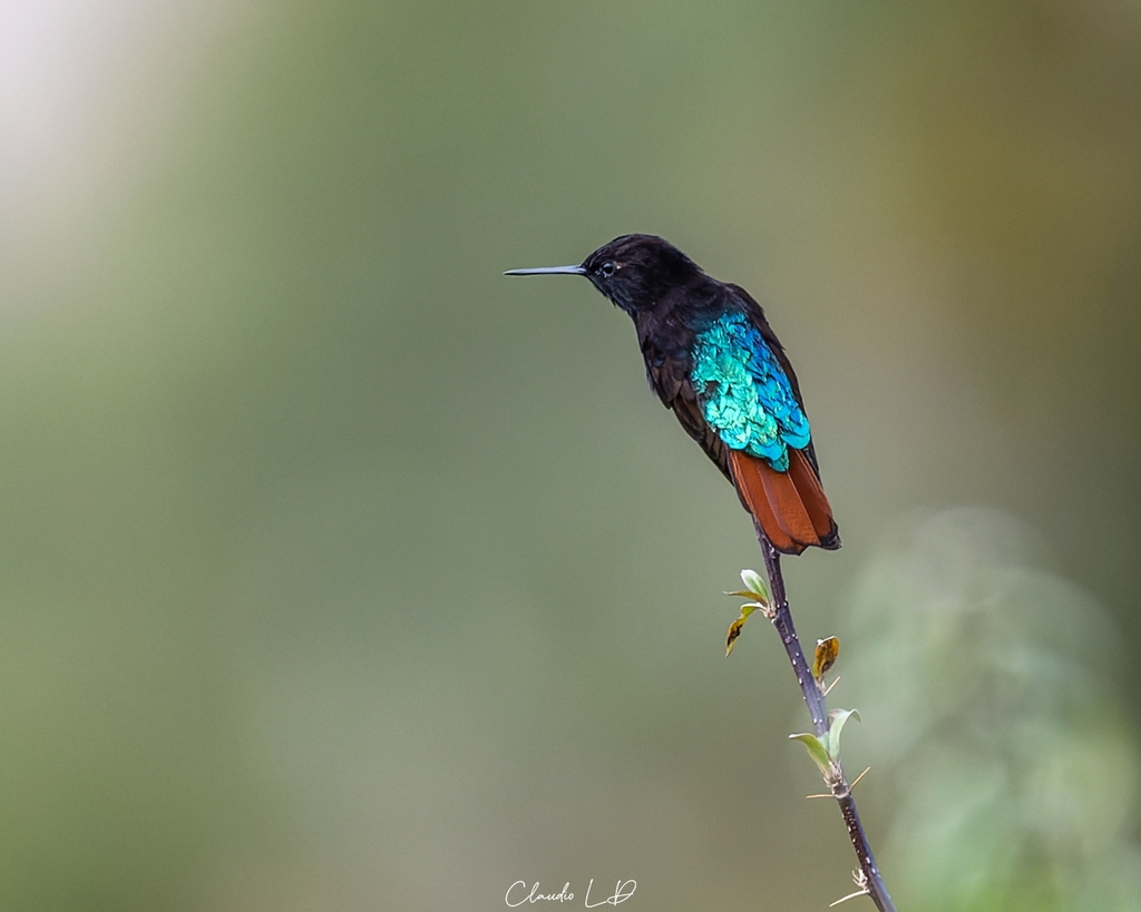 Black-hooded Sunbeam