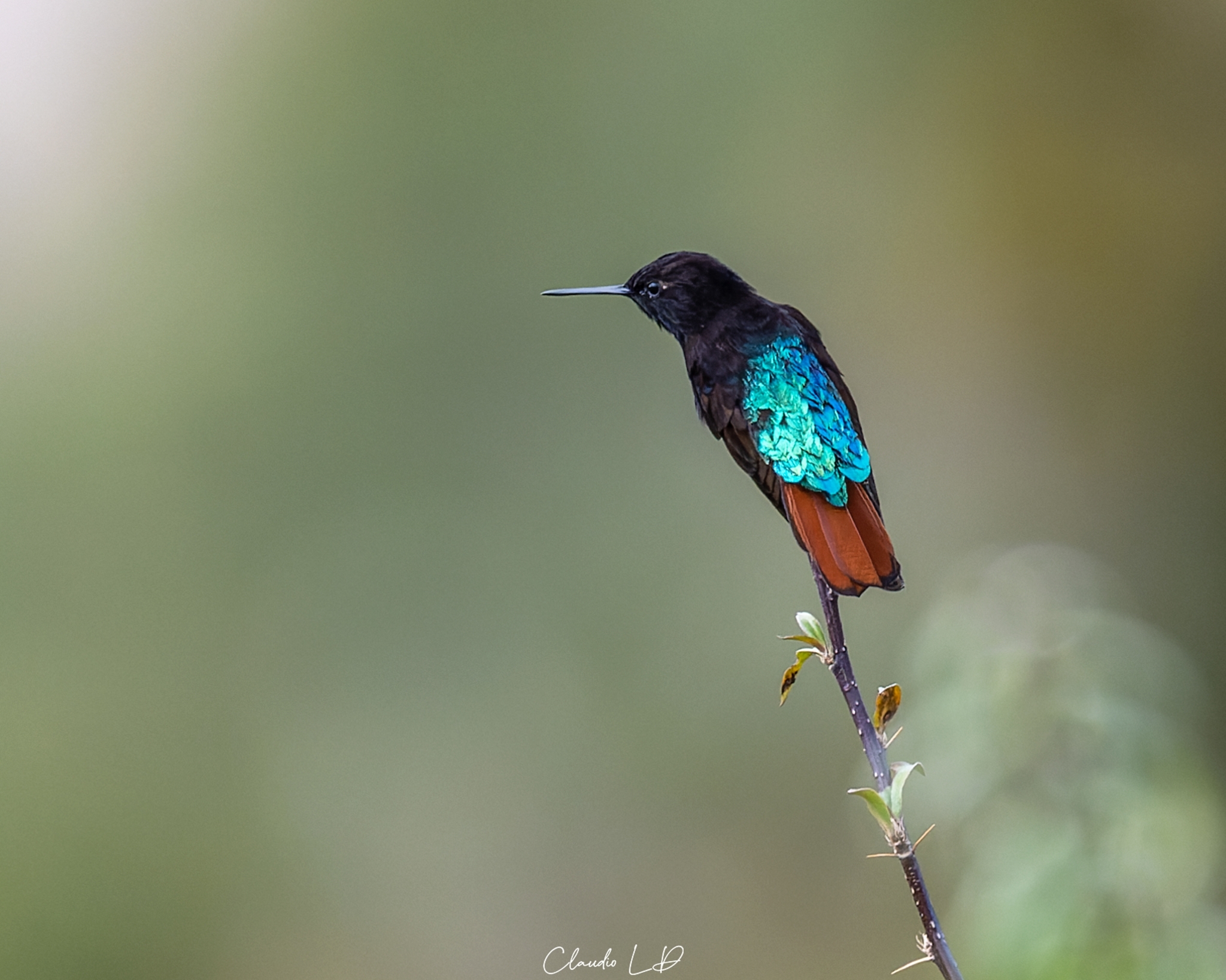 Black-hooded Sunbeam (Aglaeactis pamela), photo 7