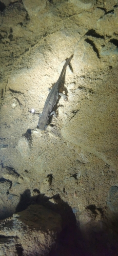 Fuding Fire-bellied Newt, Hypselotriton fudingensis