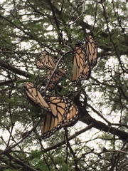 Danaus plexippus