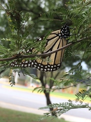 Danaus plexippus