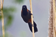 Pterorhinus ruficollis