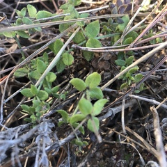 Galium californicum