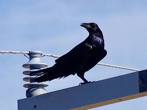 Common Raven photographed in Arizona