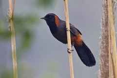 Pterorhinus ruficollis