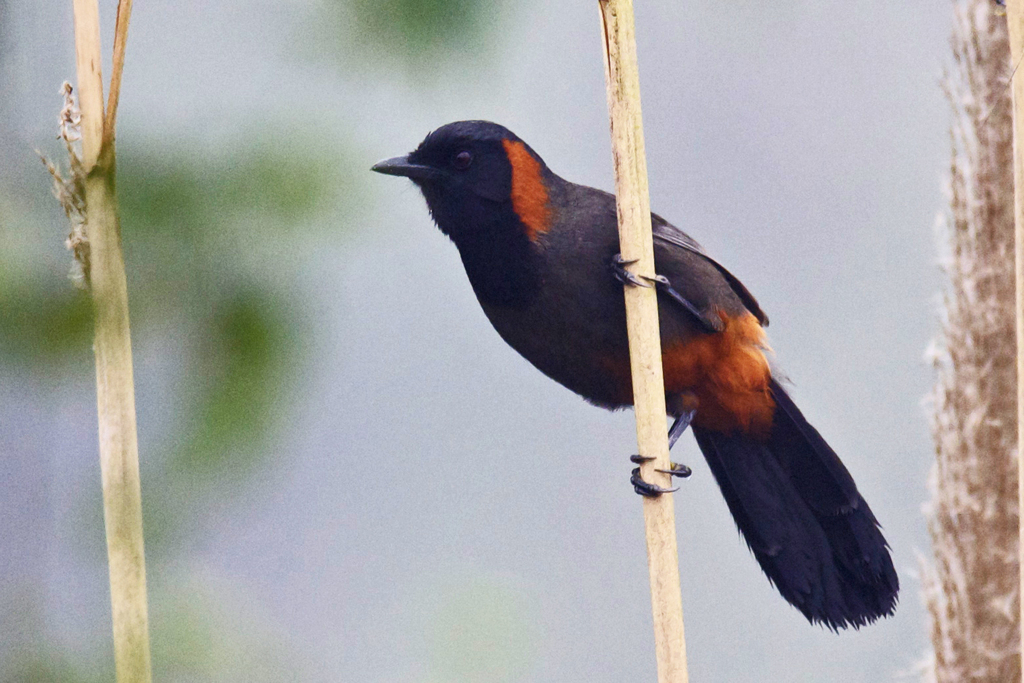 Rufous-necked Laughingthrush photo