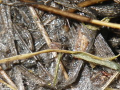 Protolophus