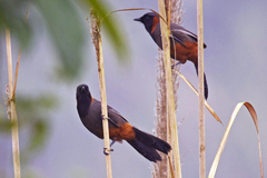 Pterorhinus ruficollis