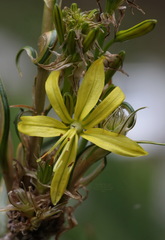 Asphodeline lutea