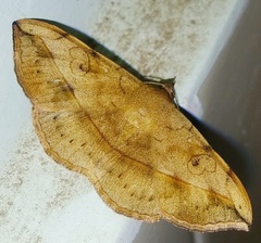 Anticarsia irrorata