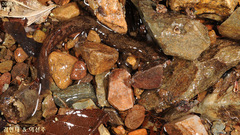 Onychodactylus koreanus