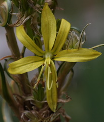 Asphodeline lutea