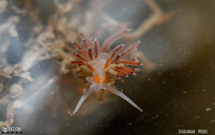 Cratena pawarshindeorum