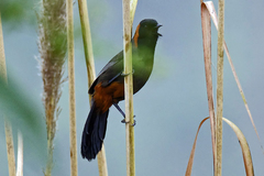 Pterorhinus ruficollis