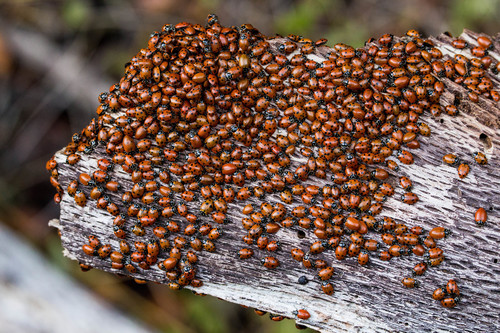 Convergent Lady Beetle